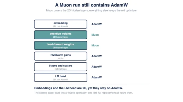 Which parameters each optimizer takes Diagram of a transformer showing Muon covering only 2D hidden-layer parameters while AdamW keeps embeddings, the classifier head, normalisation layers and scalars