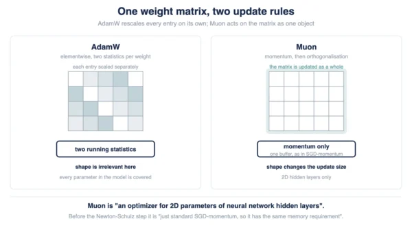 One weight matrix under two update rules Diagram comparing AdamW rescaling each weight elementwise against Muon applying momentum then a Newton-Schulz orthogonalisation to a whole weight matrix